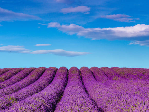 Lavender fields at sunny day, Provence, Valensole plateau. Farmlands painted violet blooms. Travel region.
