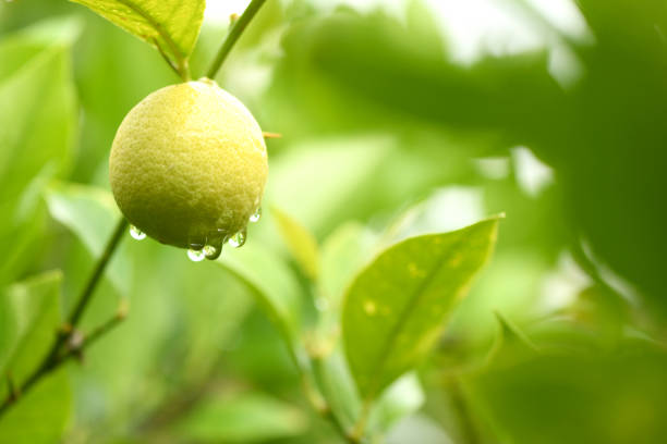 Fresh unripe lemon with leaves and water drop. Side view. High resolution photo.