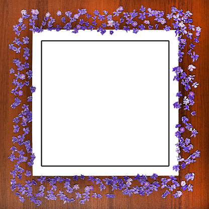 Faded purple hydrangea set out with a frame. Isolated on white background. High resolution photo. Full depth of field.