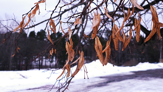 Panoramic view of autumn colored leaves on a tree in winter.