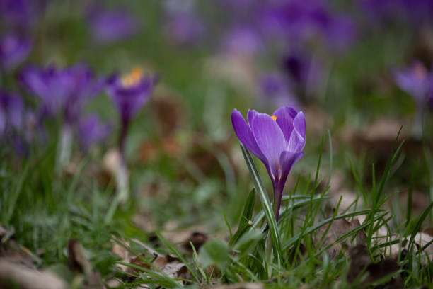 istock beautiful spring purple crocus flower, bokeh, Czech republic 2058769617
