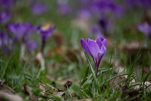 one spring purple crocus in the foreground