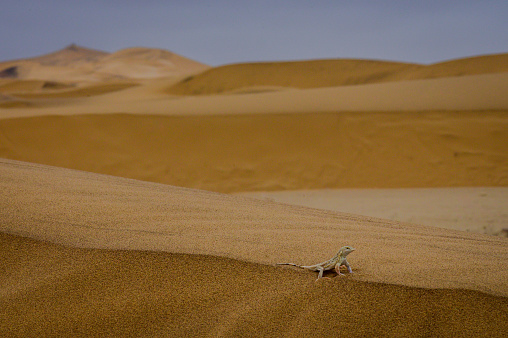 Shovel-snouted lizard on the dune of the Namib desert
