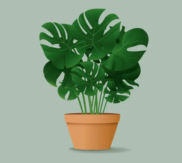 Vector illustration of Flower Monstera In Pot Isolated Mint Background