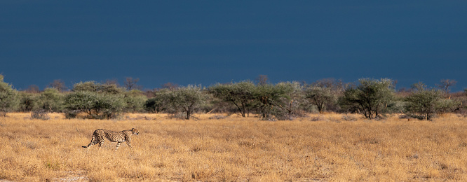 Cheetah on the hunt in Etosha National Park