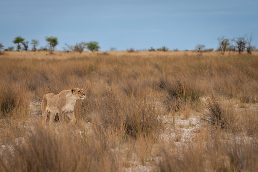 A Lioness sprinting over grassland . Taken on the Masai Mara, Kenya .
