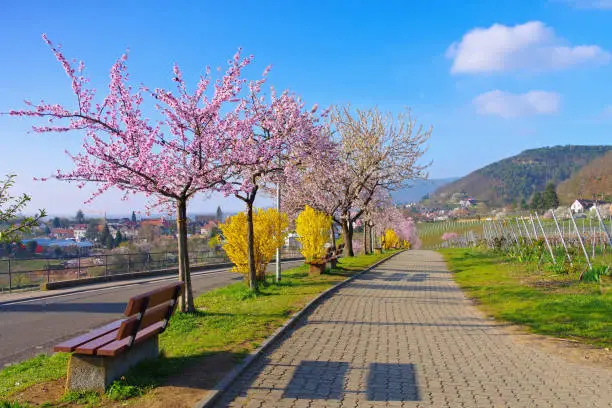 landscape around Gimmeldingen during the almond blossom in spring , Germany
