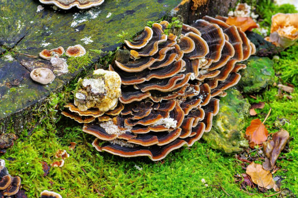 istock turkey tail or Trametes versicolor in forest 2058791566