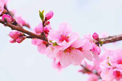 many Almond Blossom in springtime