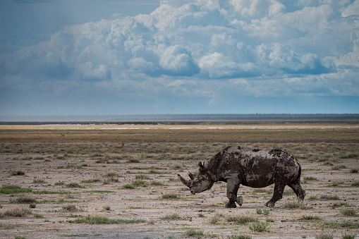 Black rhinoceros in Etosha