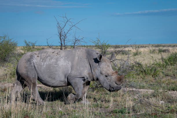 istock White rhinoceros in Etosha 2058794713