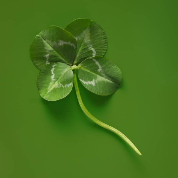 perfect 4 leaf clover. four leaf clovers are rare and symbolize good luck or a lucky shamrock for st patrick's day. - clover st patricks day four leaf clover luck photos et images de collection