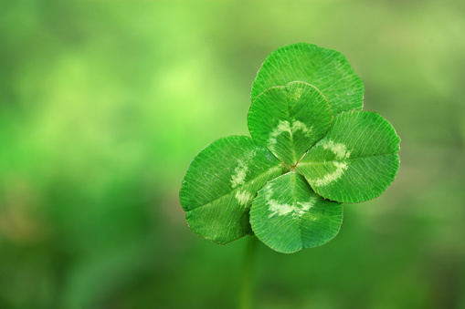 Five leaf lucky clover background