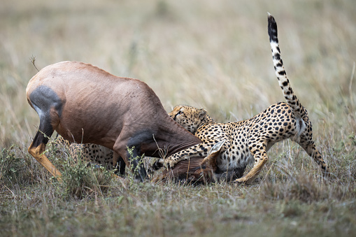 Cheetah try to kill topi for eating