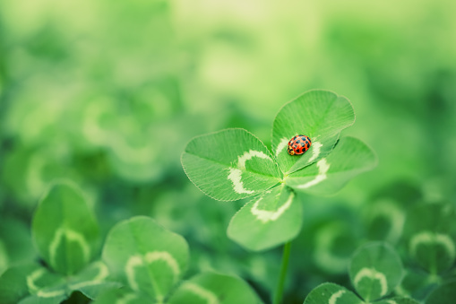 Unique find of a rare lucky four leaf clover with a little red ladybug or ladybird insect. Symbolizing luck, fortune, and prosperity.