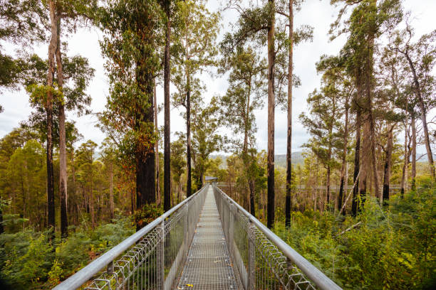 istock Tahune Airwalk in Tasmania Australia 2058804767