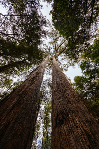 istock Tahune Airwalk in Tasmania Australia 2058805322