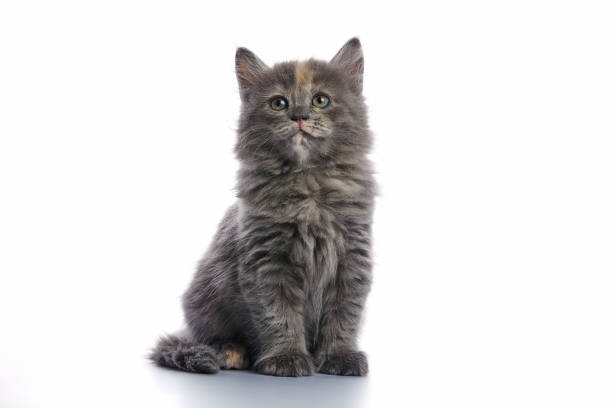 istock Cute and adorable grey kitten cat against a white background 2058828254