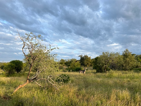 Lone water buck in grassland in the greater Kruger area, near Hoedspruit