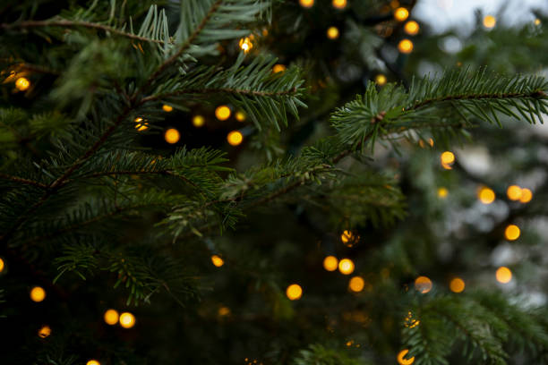 Shiny warm lights on fir tree. Winter time and Christmas card Christmas lights on green pine tree background, closeup images of decorated christmas trees stock pictures, royalty-free photos & images