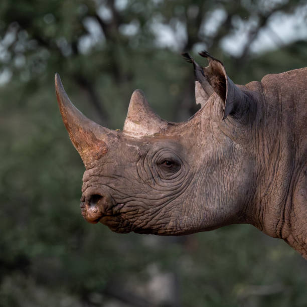 a black rhino in sunset light in  a waterhole