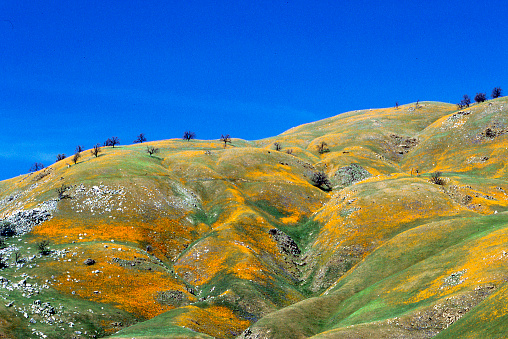 California foothills covered with California poppy wildflowers.