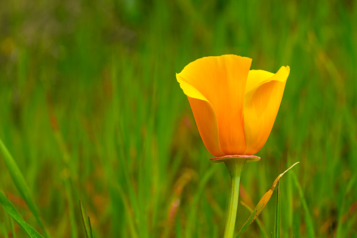 Avens plant with rain covered orange flower