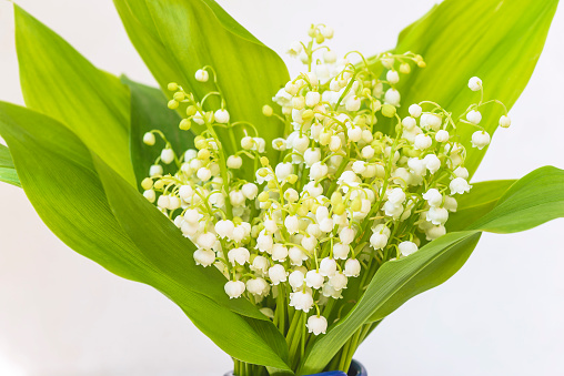 Close up for bouquet of lilies of the valley on a white background;