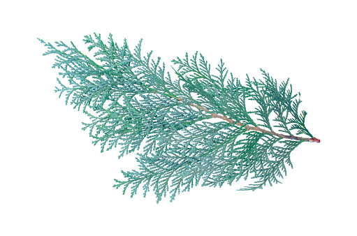 Branch of green blue Thuja branch isolated on white White cedar Foliage Fragment Leaves