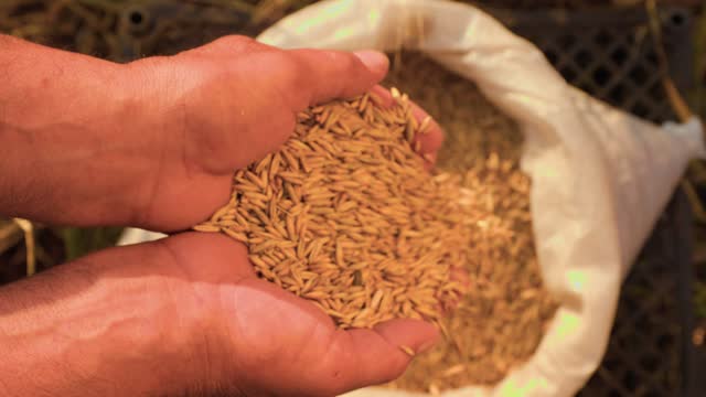 Golden Grains Farmer's Hands Tell the Harvest Tale