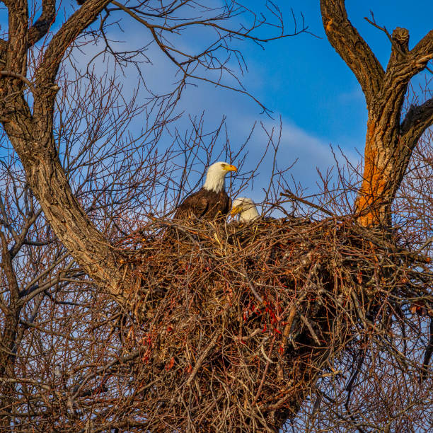 Page 42 - 10,000+ Free Eagle Nest & Nature Images - Pixabay