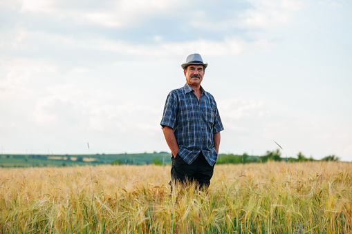 elder in agriculture, the senior farmer stands tall with his hands in his pocket,, wearing a hat, capturing the essence of experience and resilience in the midst of the flourishing wheat crop,