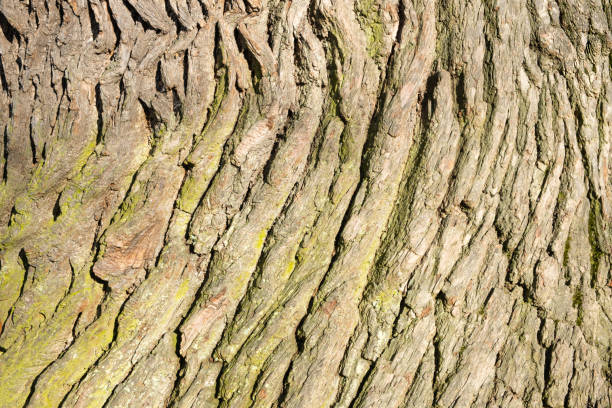 Close up low angle view on very old chestnut tree trunk