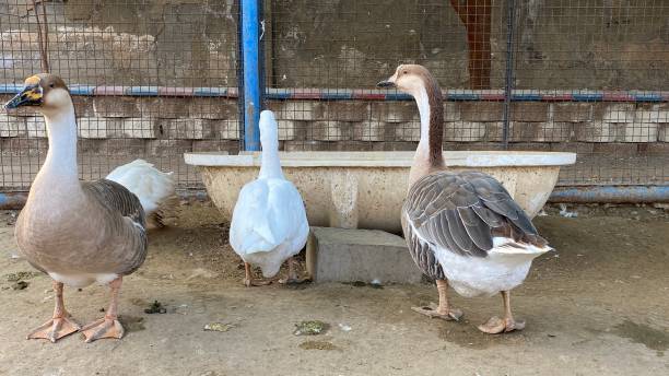istock Beautiful ducks family inside the cage. 2058880649