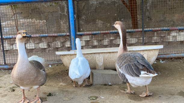 istock Beautiful ducks family inside the cage. 2058880656