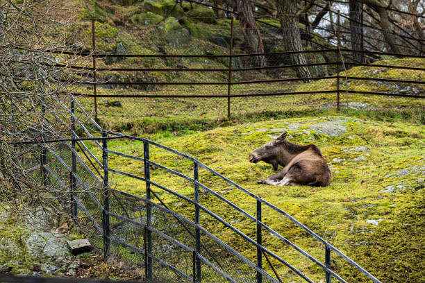 Moose resting in a park after a meal.