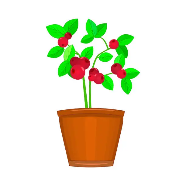 Vector illustration of Indoor tree with red berries in pot isolated on white background. Terracotta flowerpot with plant.