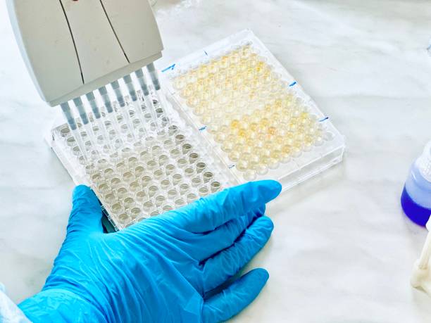 istock Enzyme-linked immunosorbent assay (ELISA) 96 well micro plate, Immunology or serology testing method in science medical laboratory 2058885436