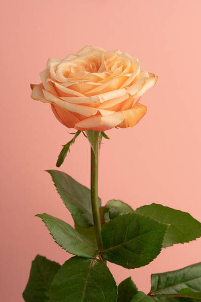 A peach-colored rose blooms against a soft pink background, its green stem and leaves contrasting the warm tones. stock photo
