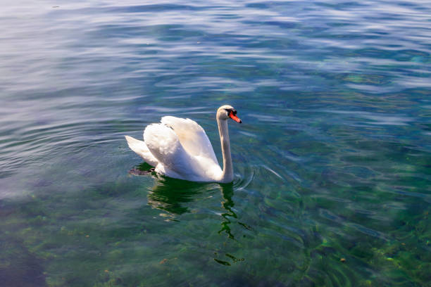 White swan swimming in the lake