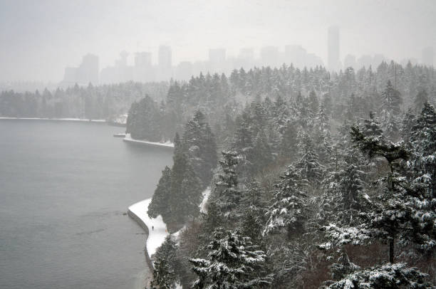 Tall evergreen trees, shoreline,  Stanley park Seawall seaside greenway and downtown high rise buildings.
