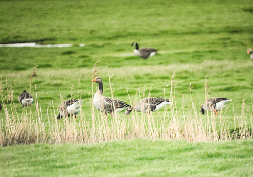 Graylag geese grazing - wetlands, marshland