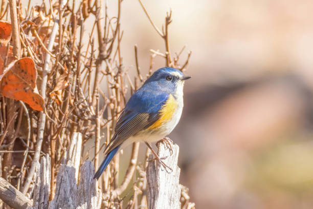 istock Red-flanked bluetail on a stump of tree. 2058902925