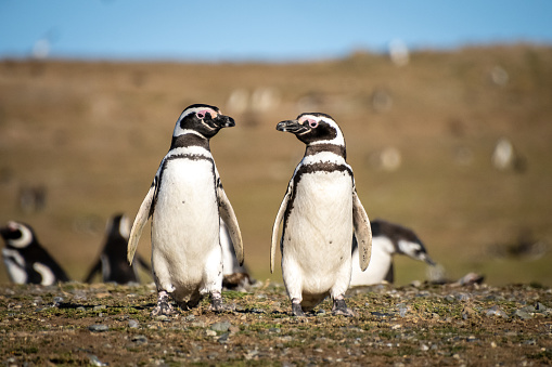 Adelie Penguin, Paulet Island, Antarctic Peninsula, Antarctica. Pygoscelis adeliae. A large nesting site or colony with adults and chicks.