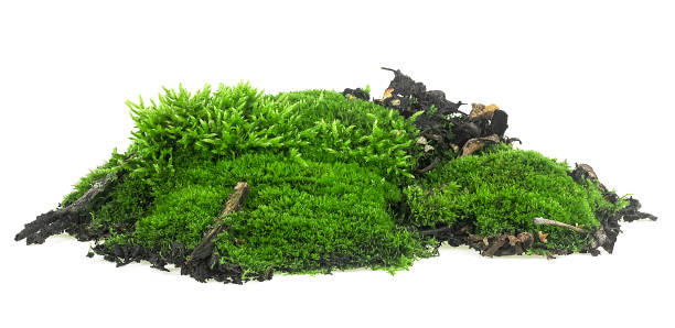 istock Fresh green moss on wet rotten branches isolated on a white background 2058916683
