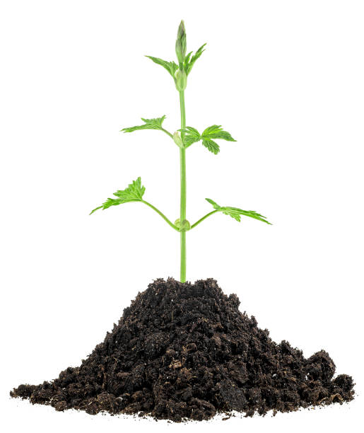 istock Young tree growing seedling in soil isolated on a white background. Gardening time. 2058916692