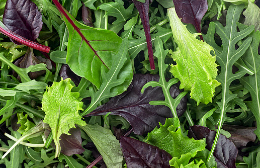 Salad mix leaves as background, top view. Fresh salad with arugula, purple lettuce, spinach, frisee and chard leaves.
