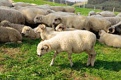 Sheeps in a meadow on green grass. Flock of sheep grazing in a hill. European mountains traditional shepherding in high-altitude fields. Farming outdoor.