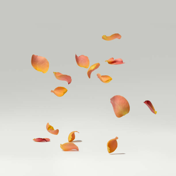 istock pink flower petals falling on a white background 2058926262