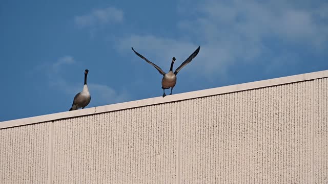 Geese on the Roof